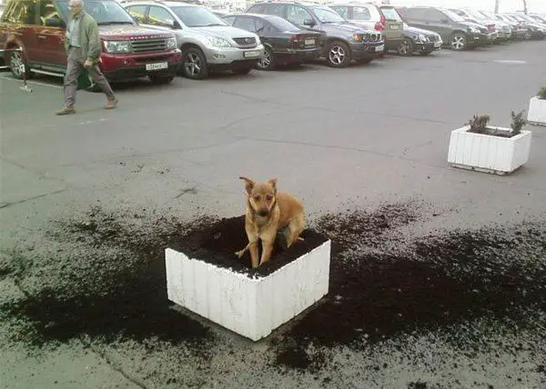 digging_dog.jpg