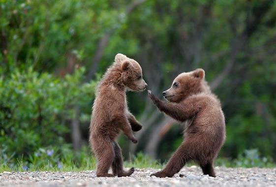 kung-fu-baby-bears.jpg