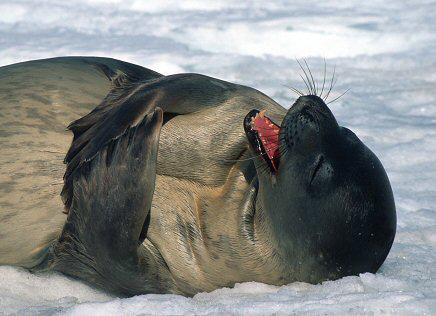 seals-will-laugh-at-anything.jpg