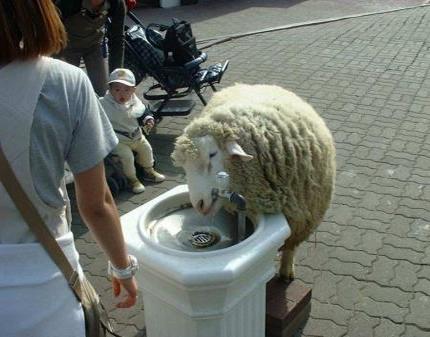 sheepwaterfountain.jpg